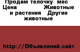 Продам телочку 8мес › Цена ­ 15 000 -  Животные и растения » Другие животные   